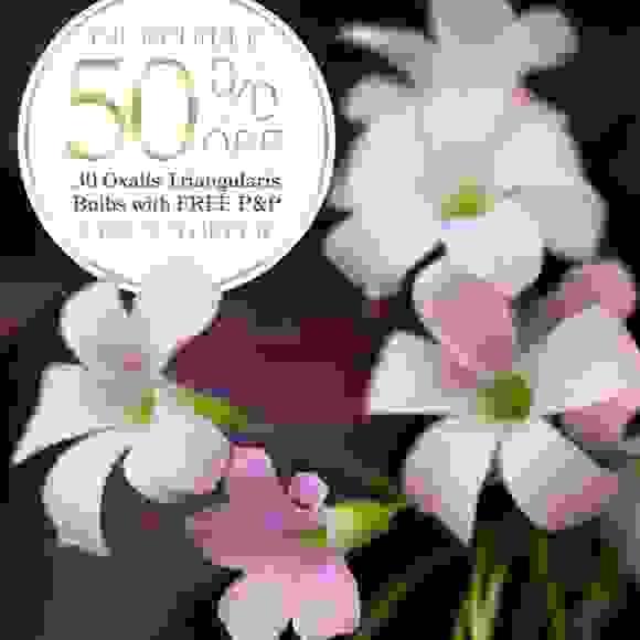 30 Triangularis Purpurea Half Price